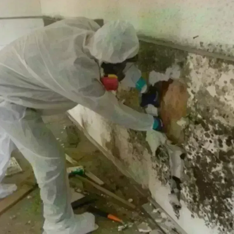 Mold Remediation and Removal in Lubbock, TX